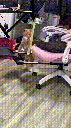 刷着这条视频，看着小橘猫扒着转椅来回推着转圈，我当时一下就笑出声了。小家伙