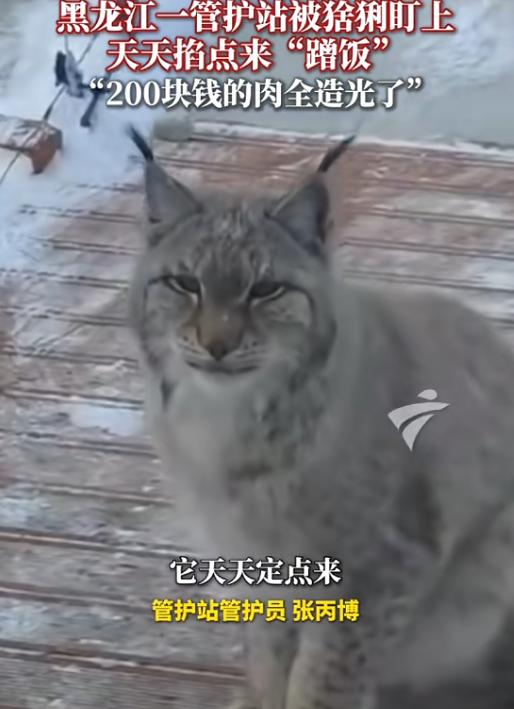 “太有灵性了！”近日，黑龙江大兴安岭，一只猞猁下山觅食，路过检查站时，管护员见它