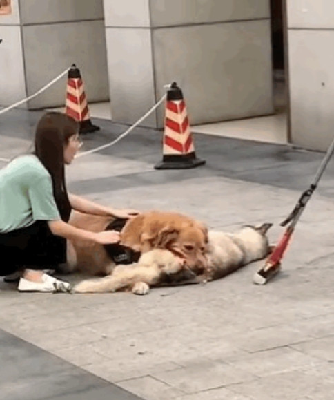 就佩服这种，拉都拉不住，还养大型犬。见到此情景，很多网友评论道：大家不要