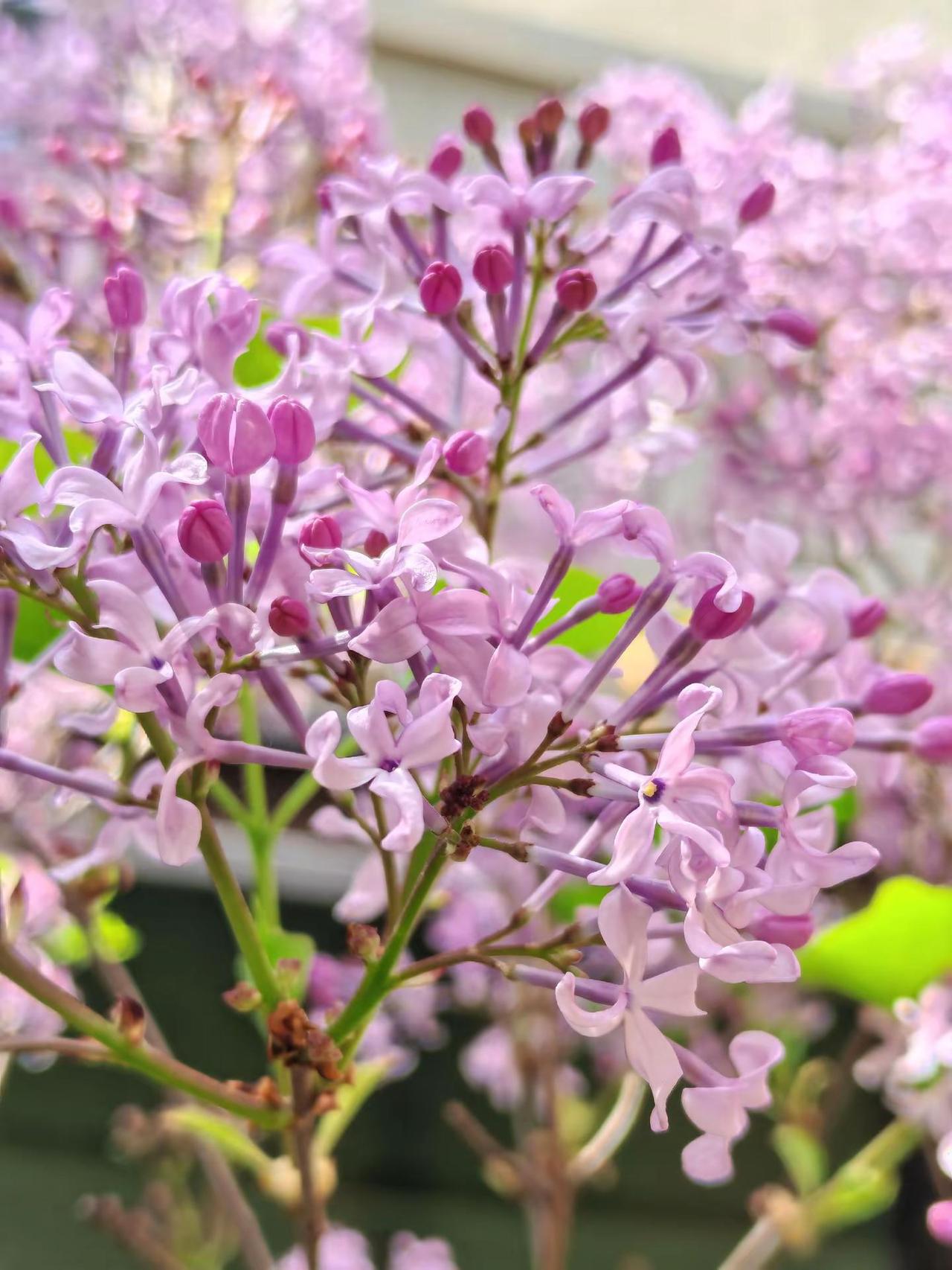 晒晒你拍的花用镜头捕捉春天图文热点来了一花一草一世界植物摄影的治愈瞬间