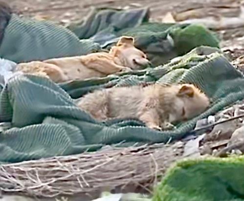 小狗不知道自己睡在废品站吧可爱又可怜的狗狗啊，千万不要被当成垃圾处理了啊