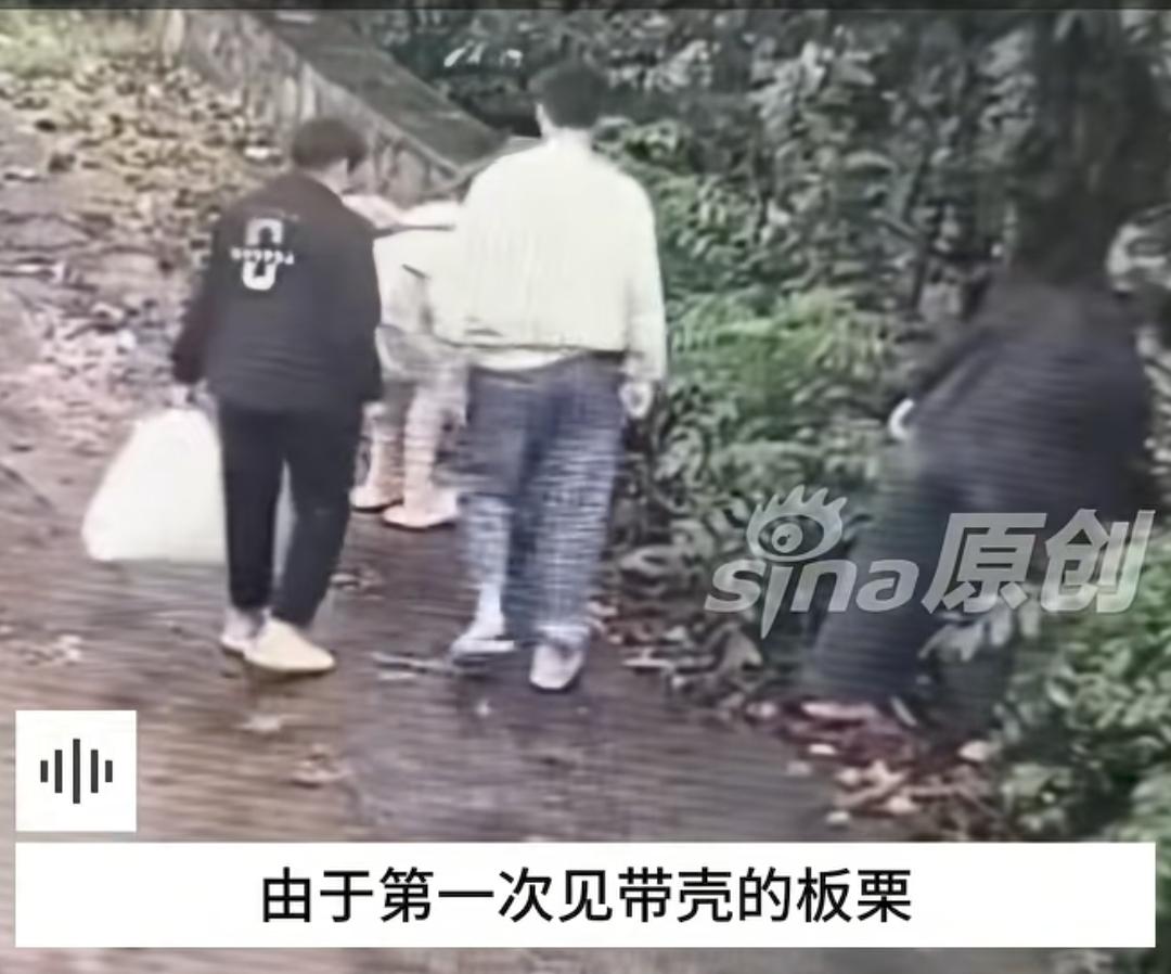游客在花果山游玩的时候看到地上带壳的板栗，好奇心的促使下上去捡起来看了一下，被民