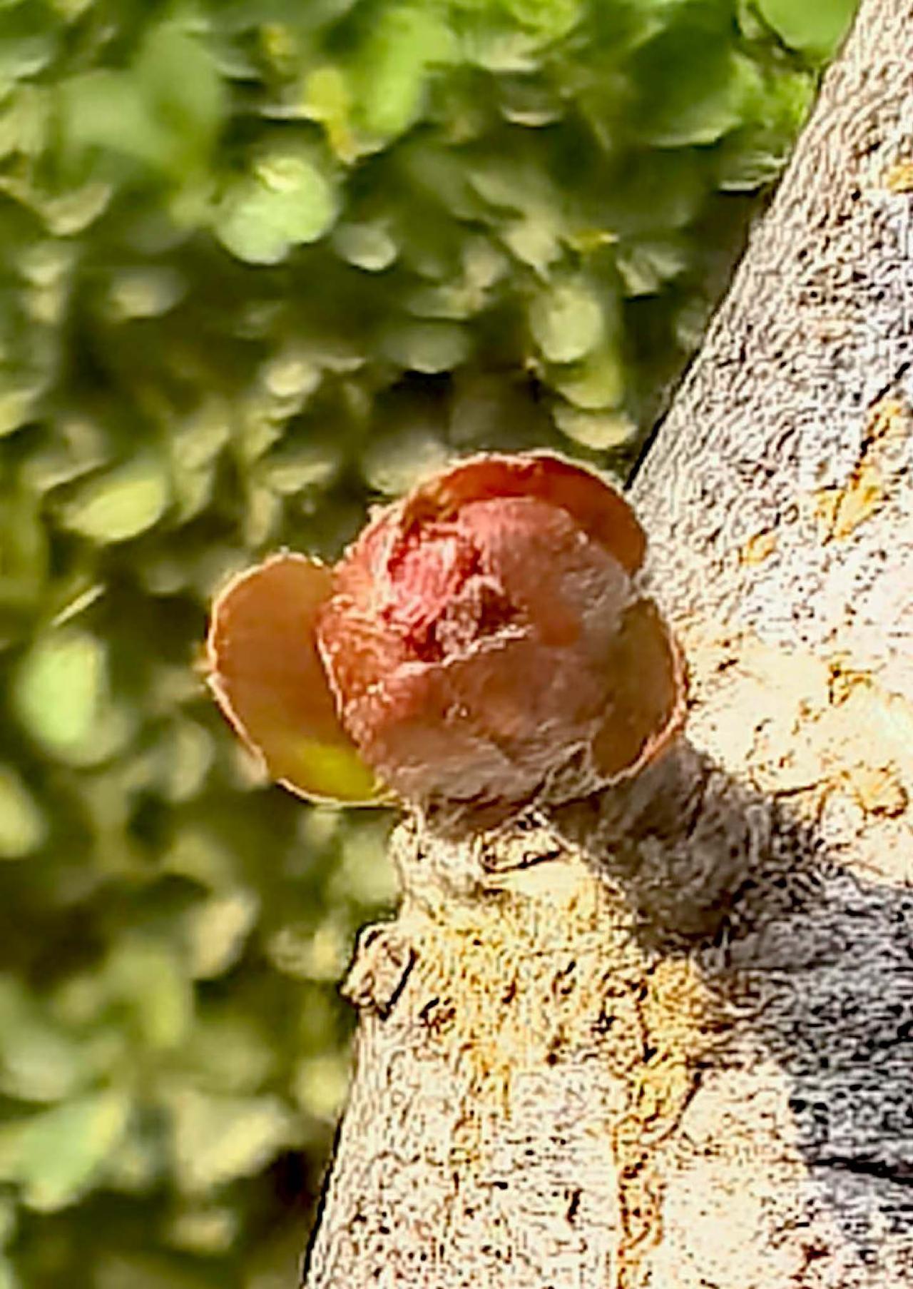 发芽的力量。就在一个老粗树干上，萌生出一个嫩芽。看着不起眼的一个嫩芽，需要冲破阻