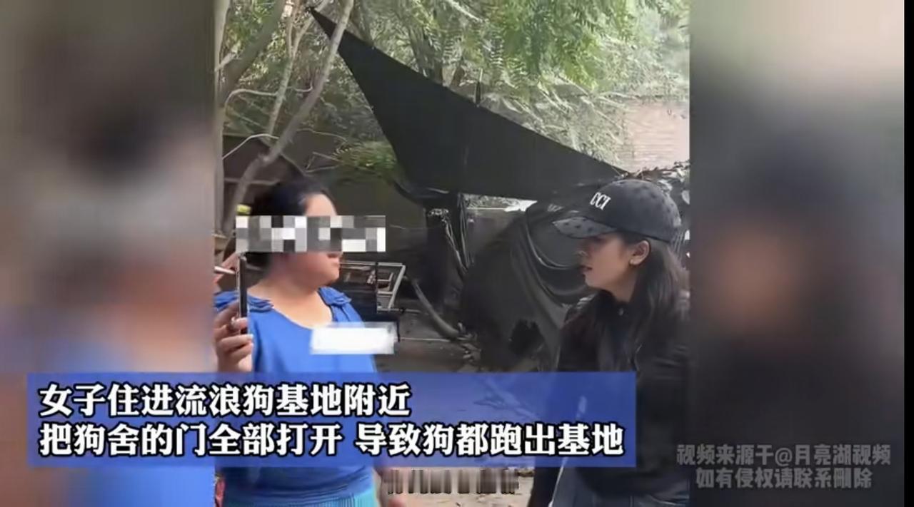 “你的爱心在哪儿呢？”一中年女子去流浪狗基地偷偷把狗全放出去了，反倒质问运营人员