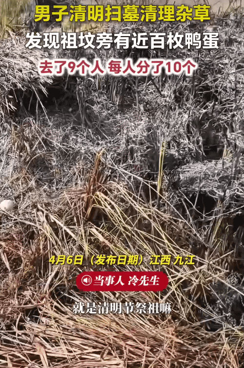 近日，江西九江，男子清明扫墓。他清理杂草时，突然发现近百枚鸭蛋。他们去了9个人，