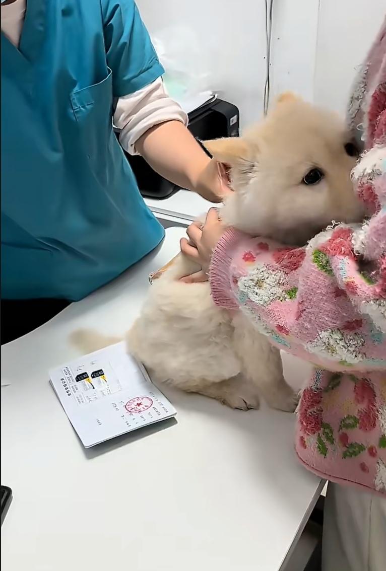 针头还没碰到皮肤，狗狗已经把头深深埋进主人怀里，屁股撅得老高，尾巴夹得紧紧的。那