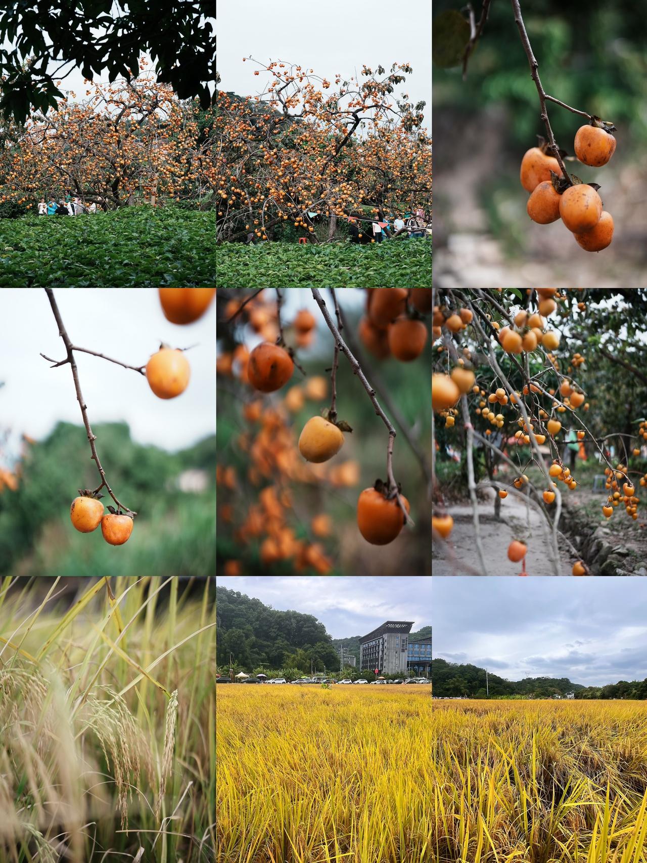 广州1.5h｜上罗村柿子+稻田治愈秋日🍂广州出发1.5h，赴一场秋日之约！