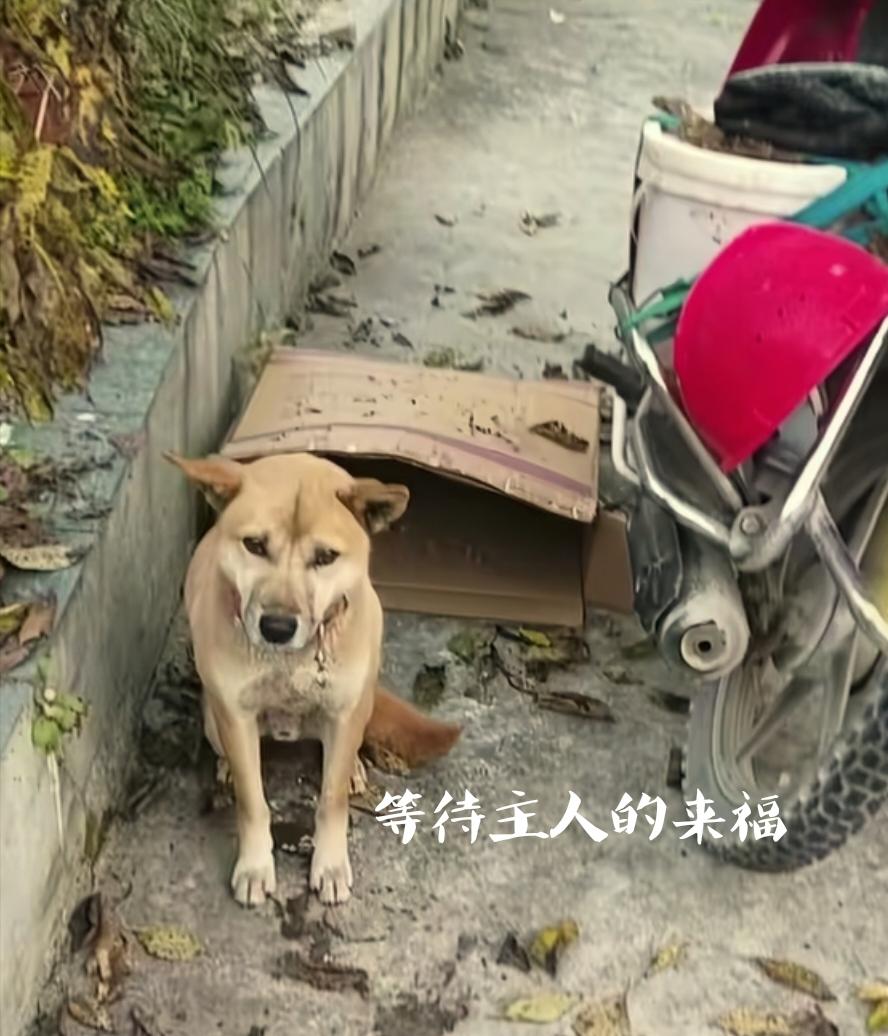 四川绵阳，那个主人摔伤住院后，守着主人摩托车不肯走的大黄被主人接走了。原来大黄