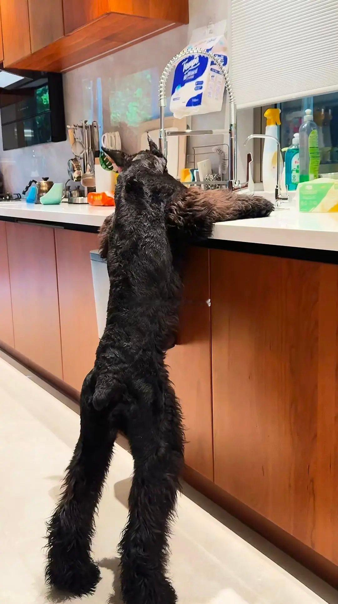 以为雪纳瑞🐶很可爱直到刷到巨型版～