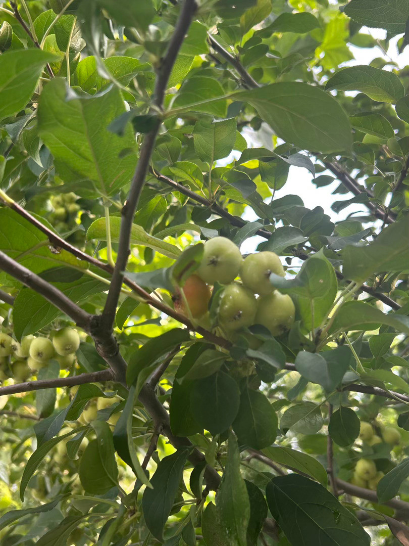 海棠果长得真多啊，这玩意应该能做罐头吧～
