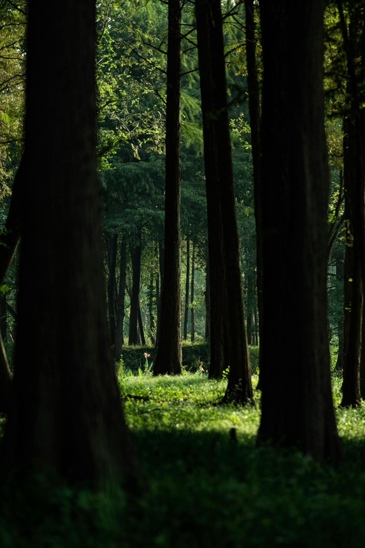 如果你还在为某件事生气，建议你听听这句话——一位禅修很喜欢兰花。他在寺内周围