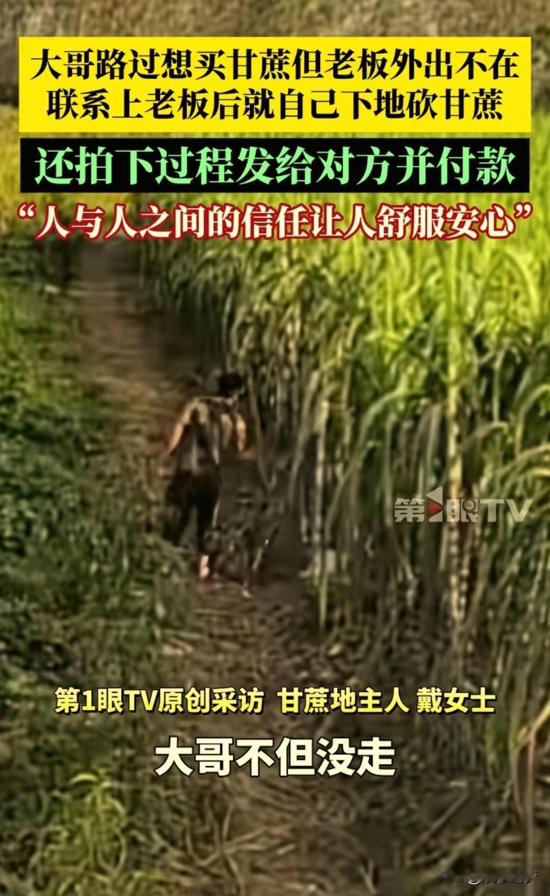 “太讲诚信了！”湖北黄冈，一大哥路过甘蔗地想买甘蔗，找了一圈儿发现老板居然不在。