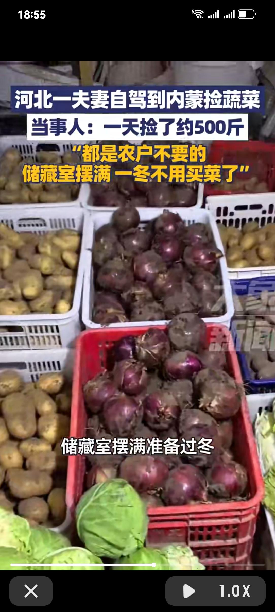 河北夫妻自驾跨省囤菜！500斤土豆白菜塞满后备箱，阳台堆成“蔬菜山”最近河