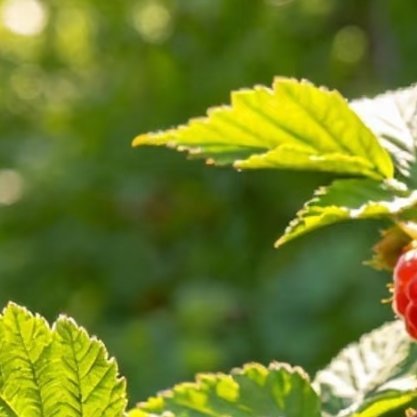 树莓的种植方法一、选地整地树莓对土壤的要求并不严格，除了重碱性和低洼地块需改造之