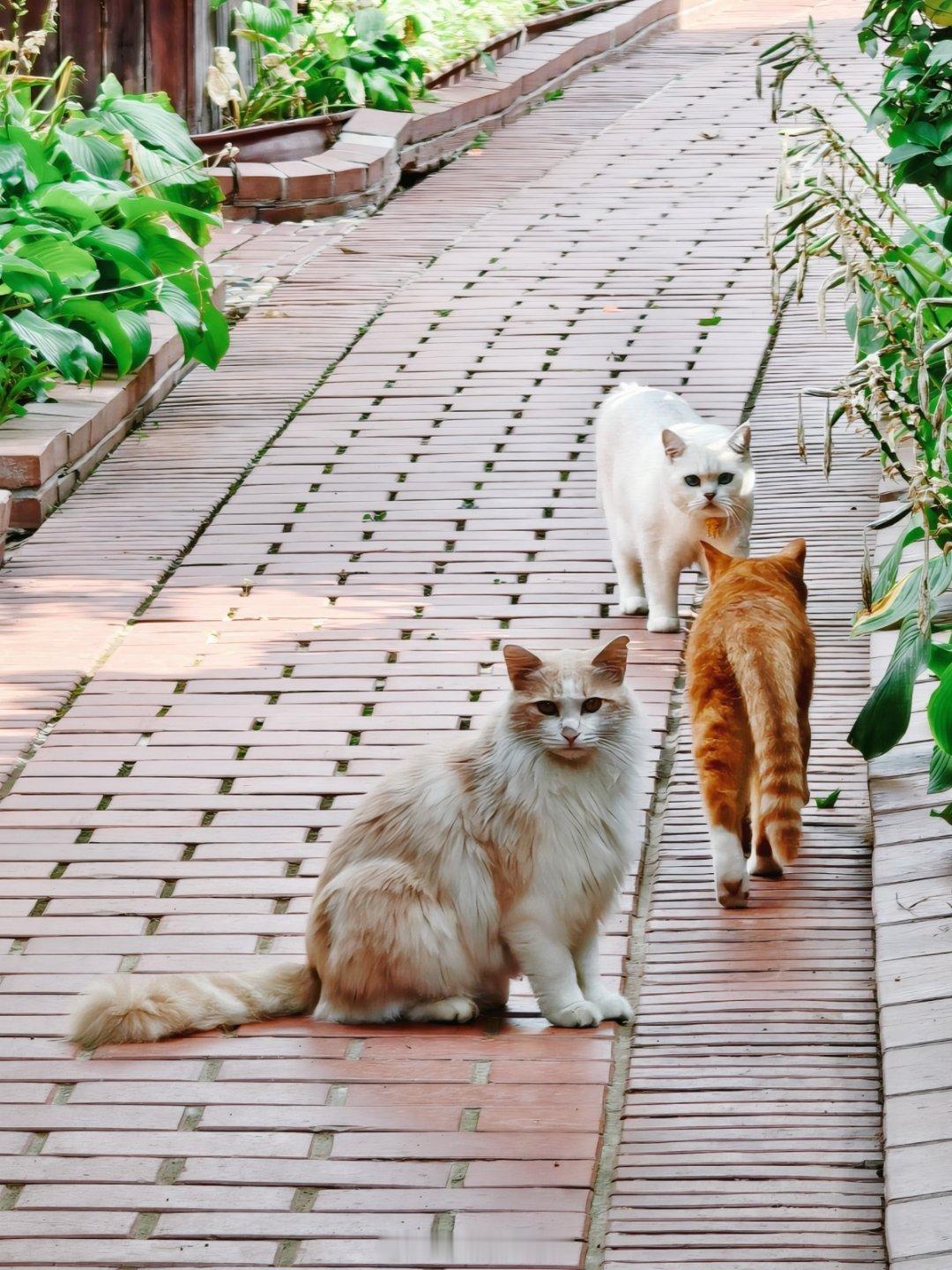 贱内又在招猫递狗了[doge]吸猫​​​