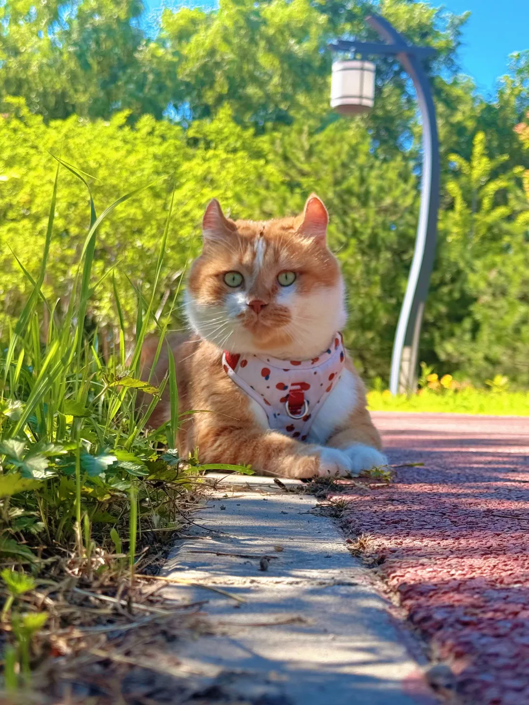七年救助，已是12只落难小猫的避风港