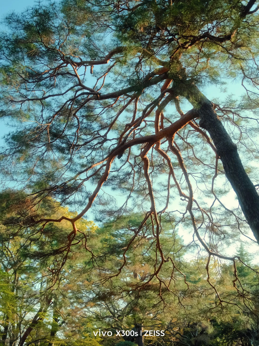 VOTD｜春天是自由生长的绿意