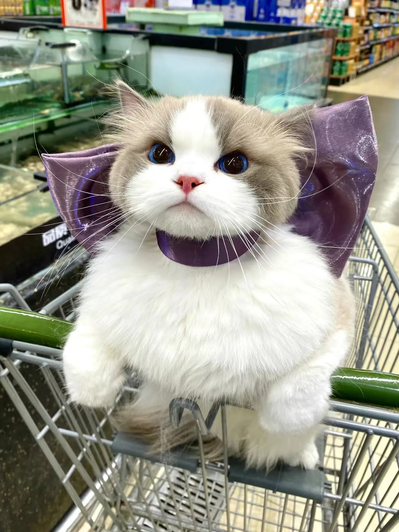 逛超市偶遇了汤姆的梦中情猫​​​