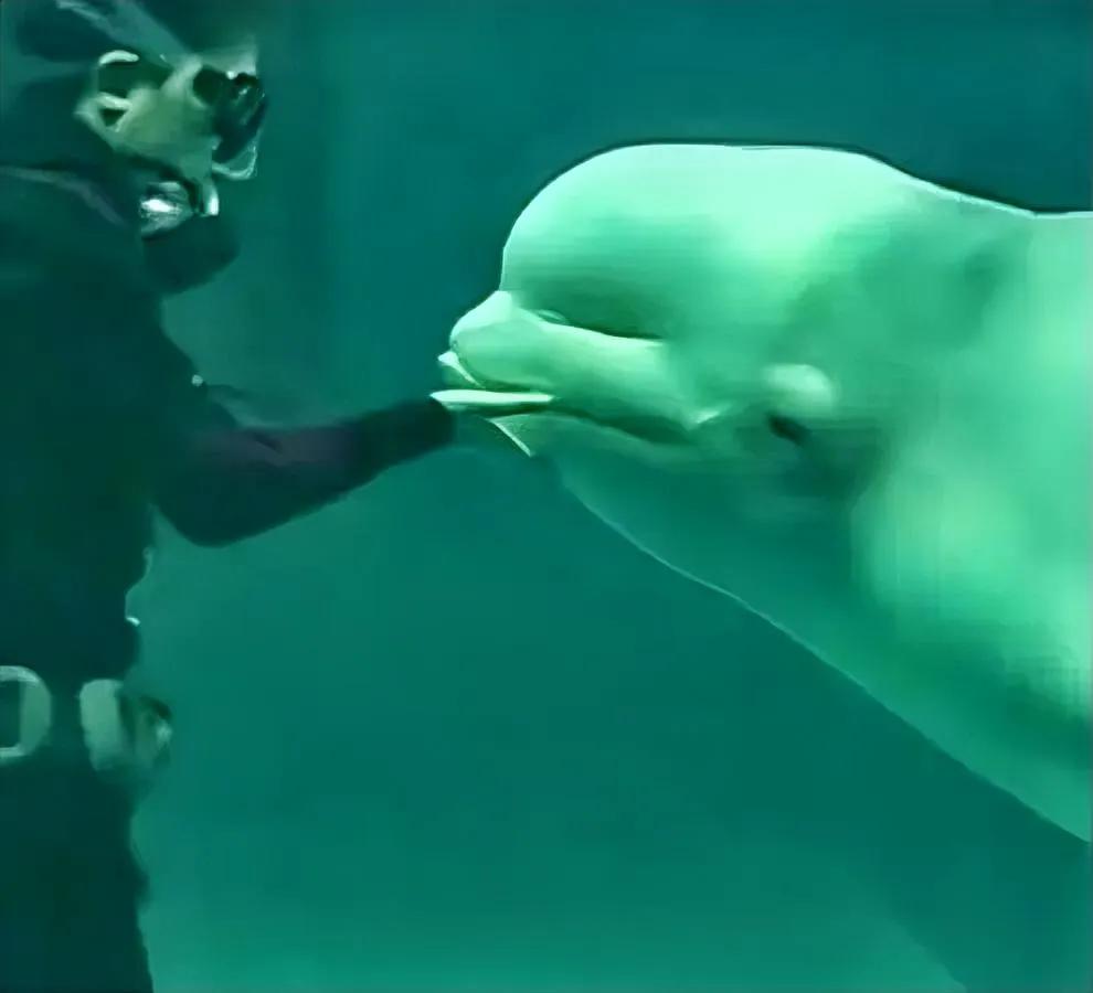 刷到邵然的采访我捏着手机手心里全是汗——她养了五年的白鲸，表演时突然