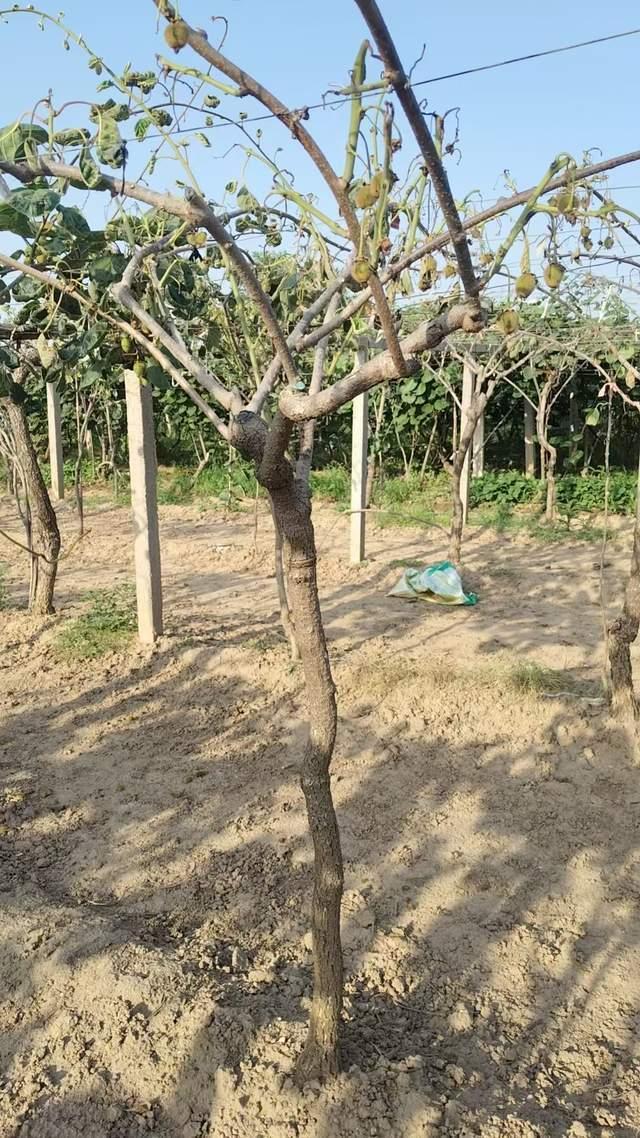 陕西岐山果农遇上离谱怪事，一块地里两种光景，堪称肥料界大型反差现场。高价买回磷肥
