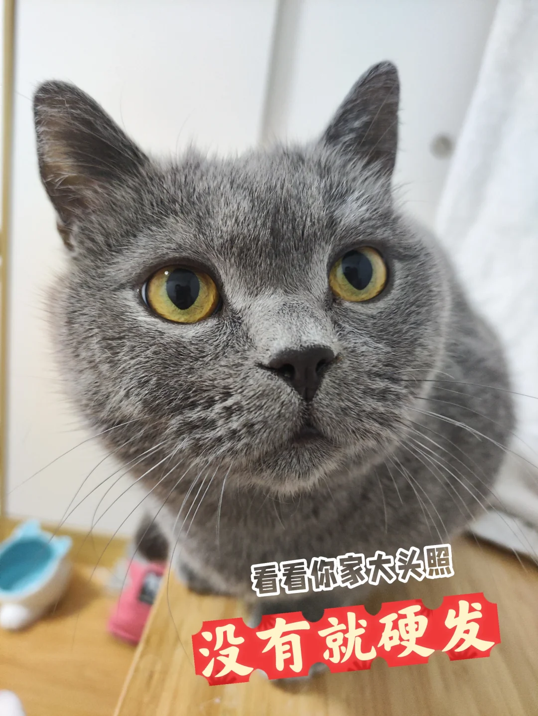 看看你家猫的大头照