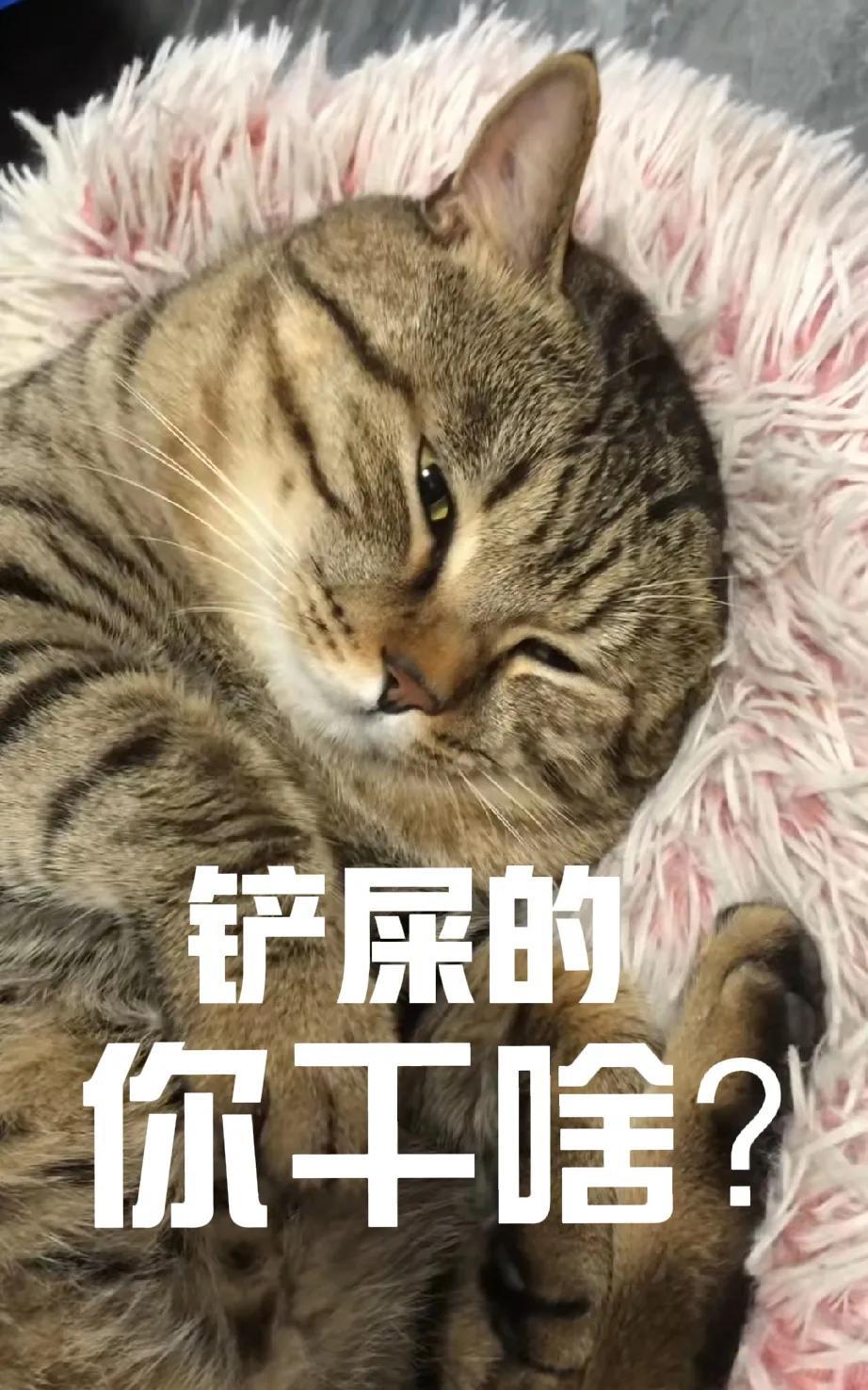 偷拍正在睡觉的猫咪，没想到相机刚一拿出来，就被它发现了。铲屎的，铲屎的，你干啥