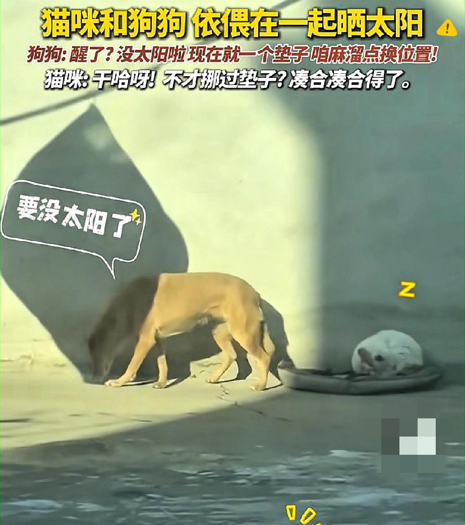 河北这只狗狗也太会疼“猫搭子”了，拉着狗窝带猫咪追太阳，这默契比情侣还甜！