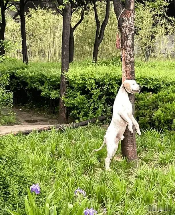 太可怜了,一位阿姨经常投喂公园里的流浪狗,这天她和往常一样去公园投喂它们,可她却