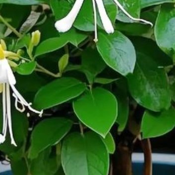 种植🌷四季金银花种植技术一、种植环境四季金银花适应性强，但以光照充足、温暖湿