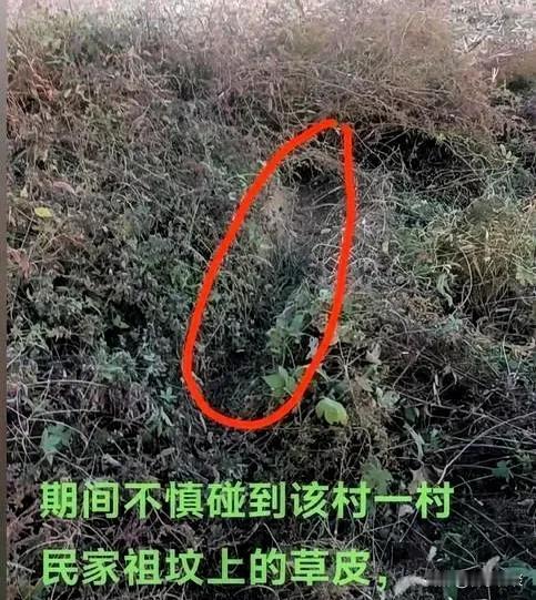 “太憋屈了”!河南刘师傅开收割机作业时，为抄近道从两座坟中间的空地穿过，未碰坏墓
