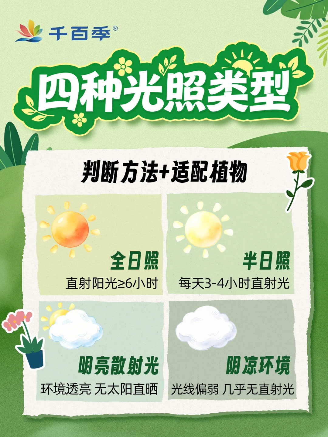 再也不养死花｜居家四种光照分辨攻略