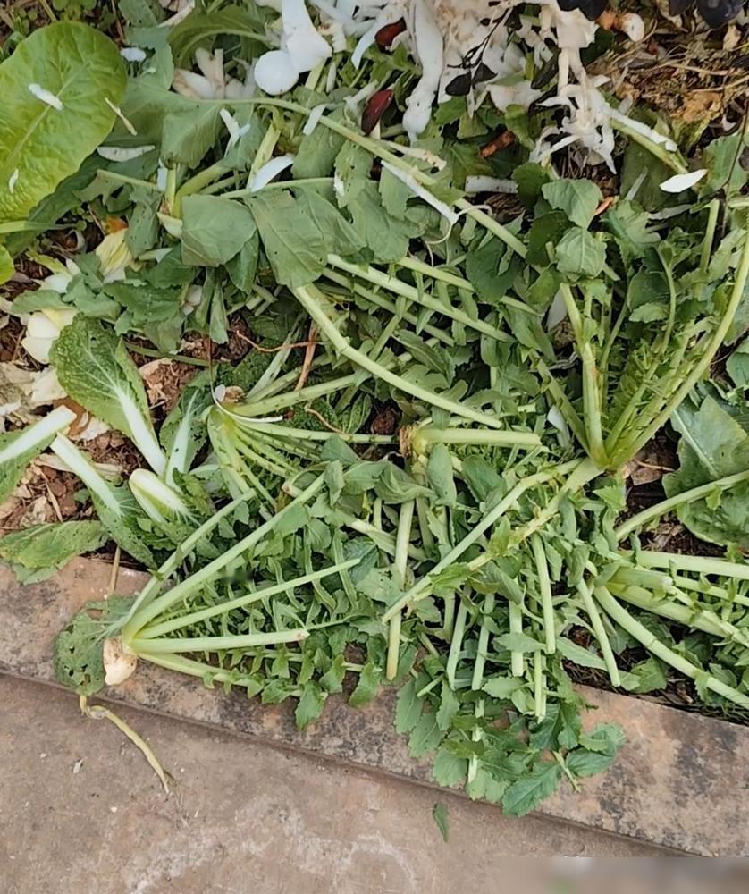 去物业交水费，看上了物业公司门口不要的那些萝卜樱子了！当时就是我路过随口一问