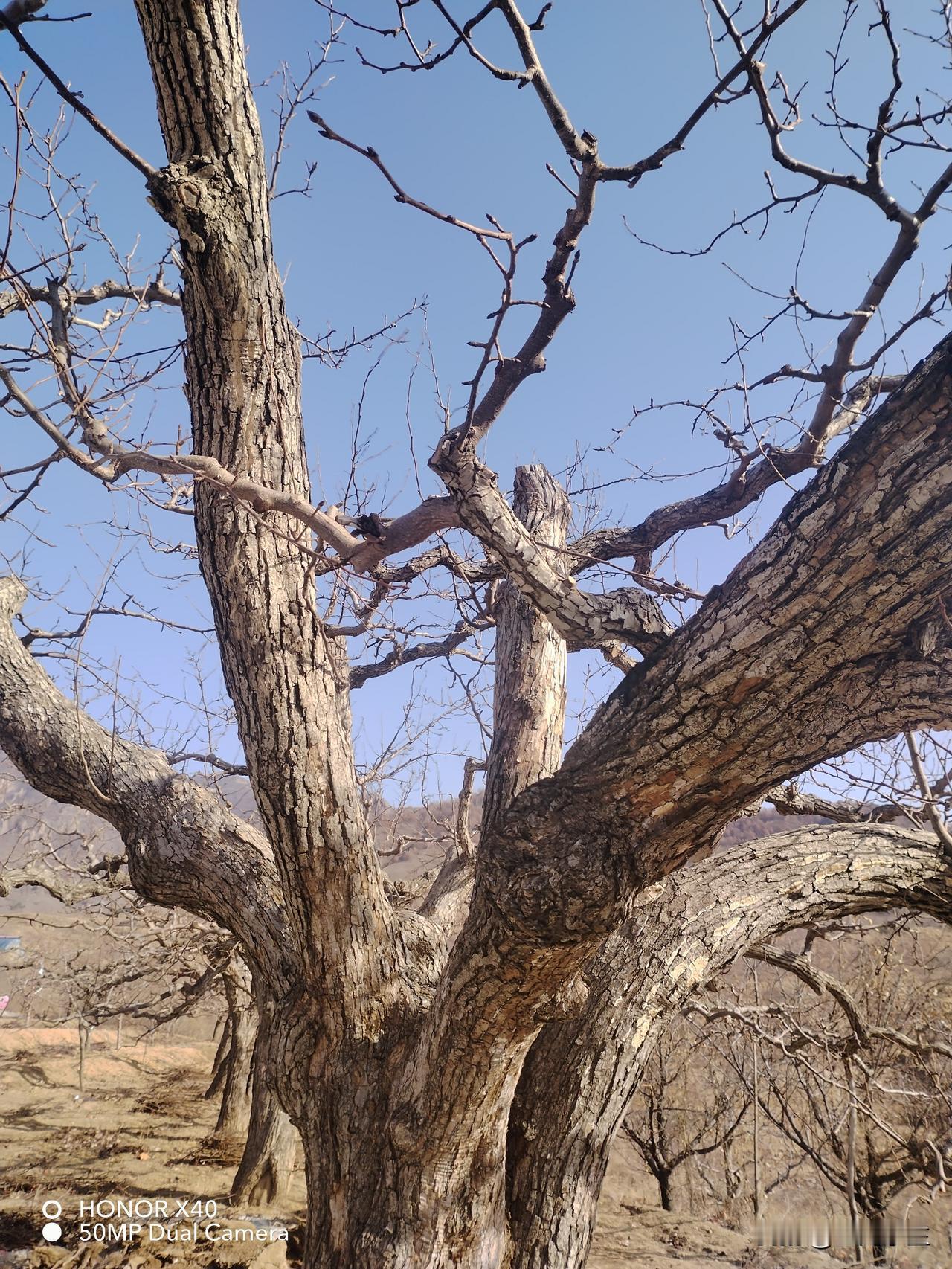 新年生活图鉴今天是正月初五，有很多说道。说要把垃圾倒掉，又不要去串门，还有选择今