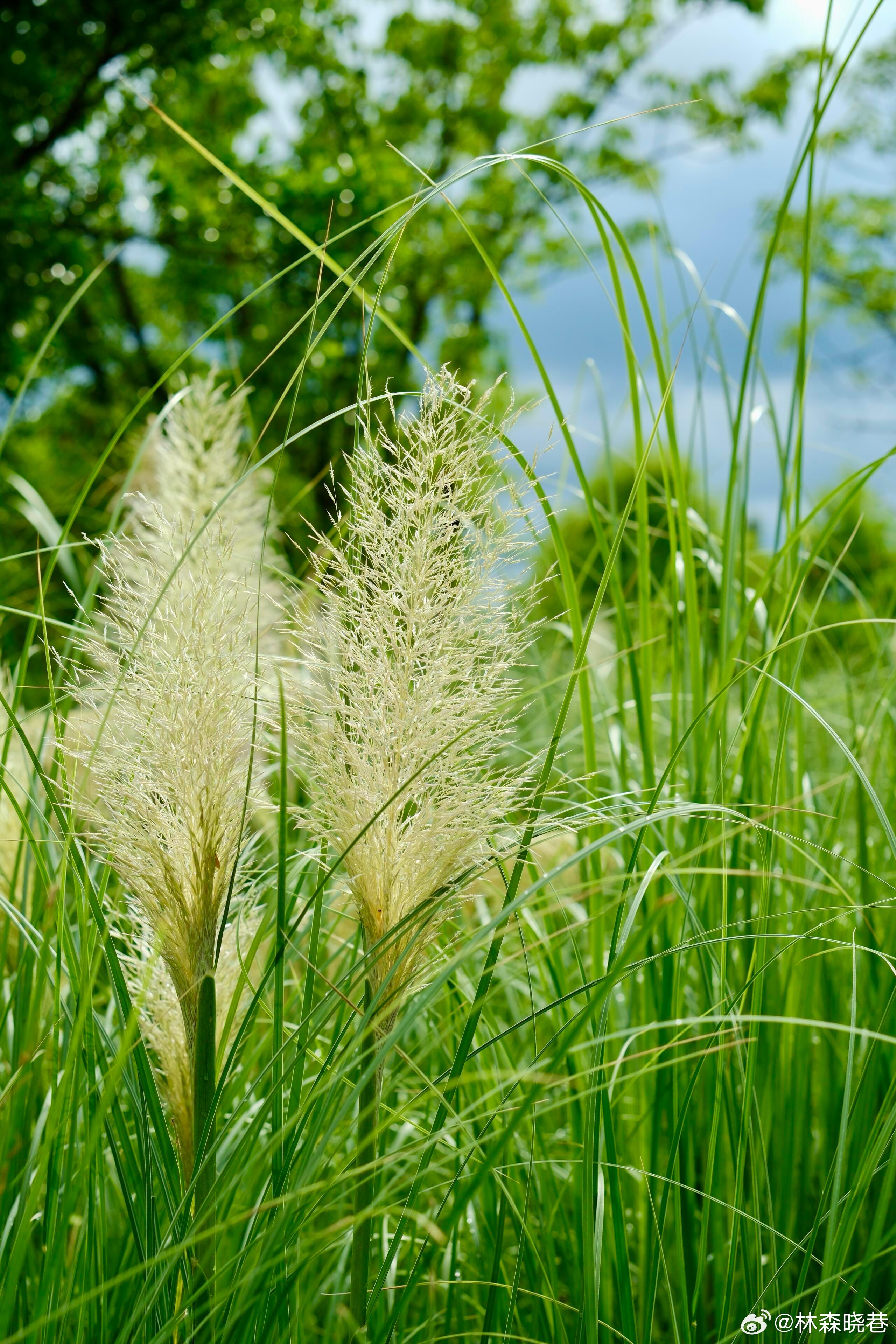 摄影夏末芦草，藏着最轻柔的山野浪漫。蓝天衬着深浅错落的绿树，奶白色蓬松花穗随