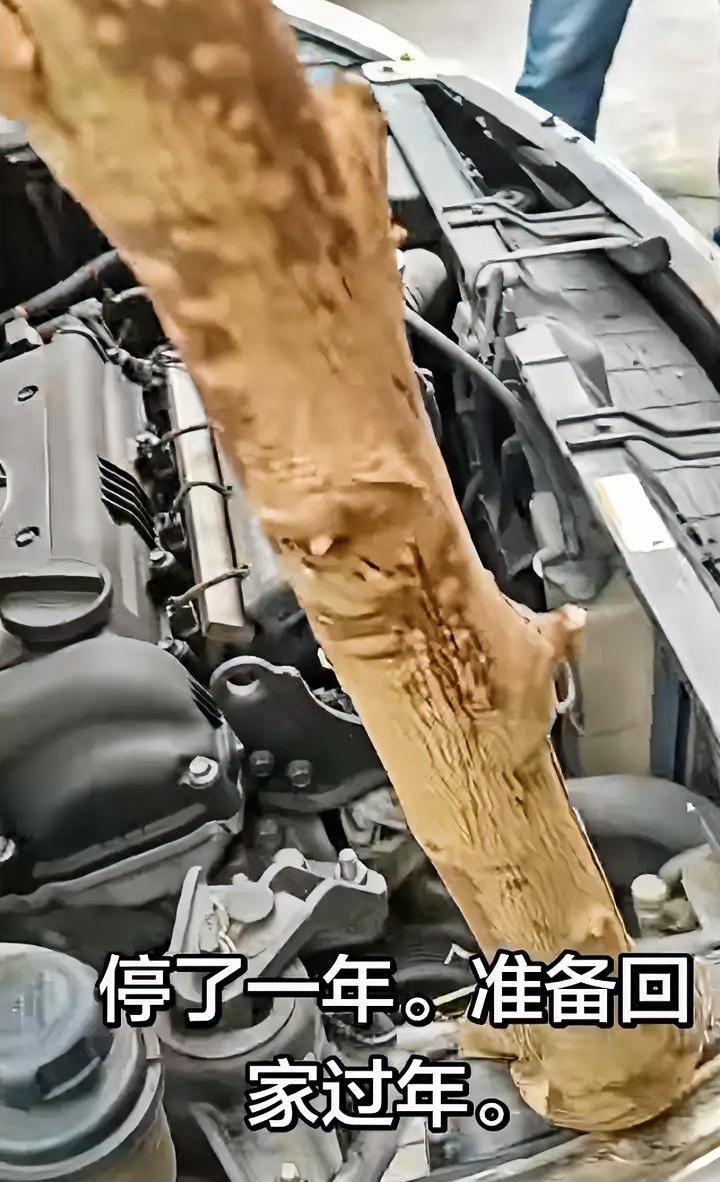 到年底了，“一年两箱油”的车主又要准备出发了，结果一去看车傻眼了。只见一棵树从