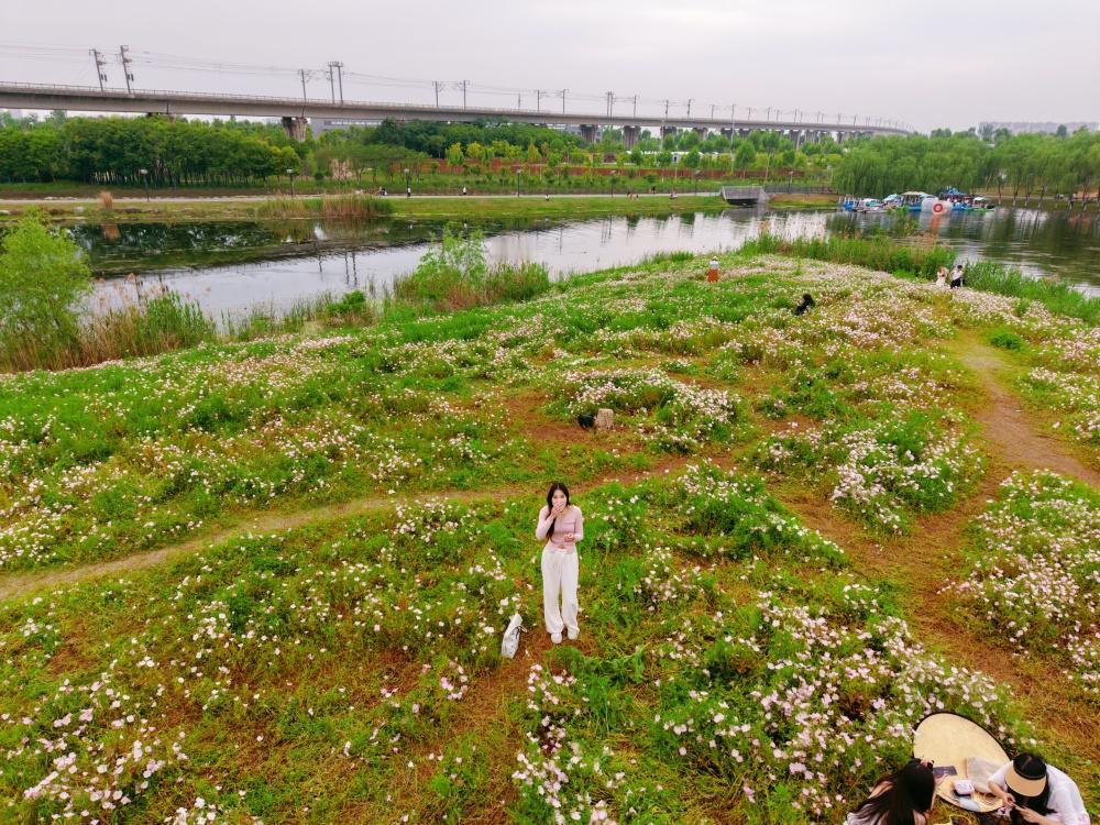 【黄塘湖公园月见草花海惹人醉】汉口黄塘湖公园的月见草迎来盛花期，作为武汉最大的粉