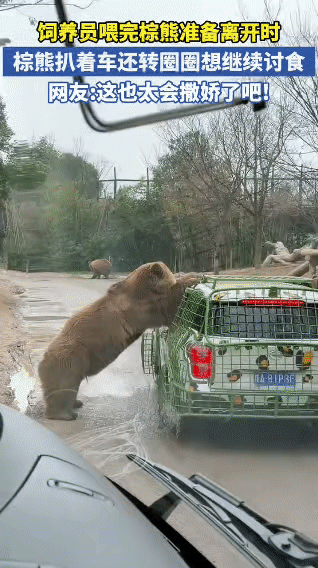 野生动物园的棕熊成精了！饲养员刚喂完食要走，它直接扒着车屁股就不撒手，围着车
