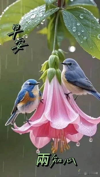 清晨阳光洒落，愿美好与温柔，整日都伴你左右。