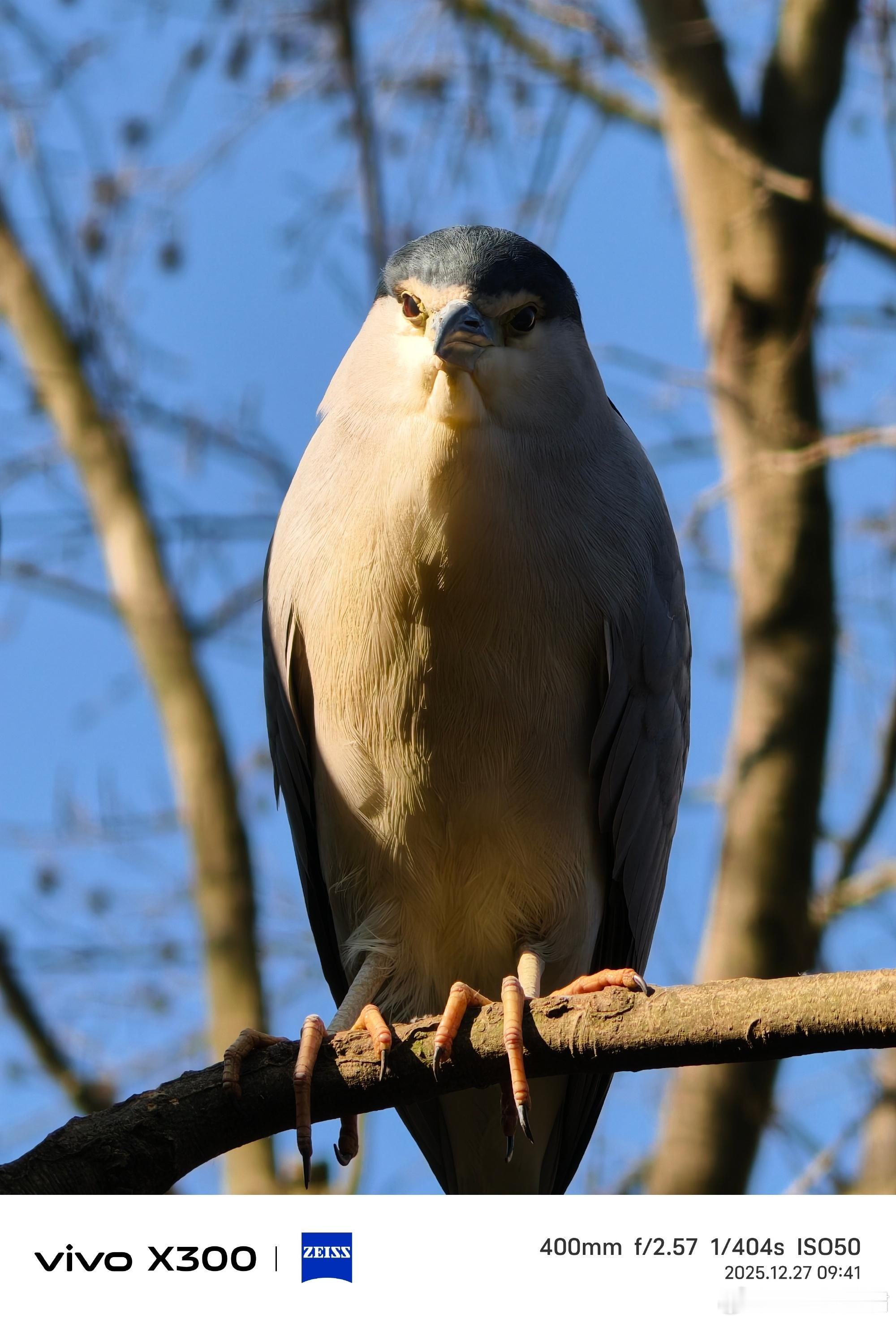 vivoX300Pro拍鸟的清晰度有点太超前了，这个效果竟然是手机加增距镜能