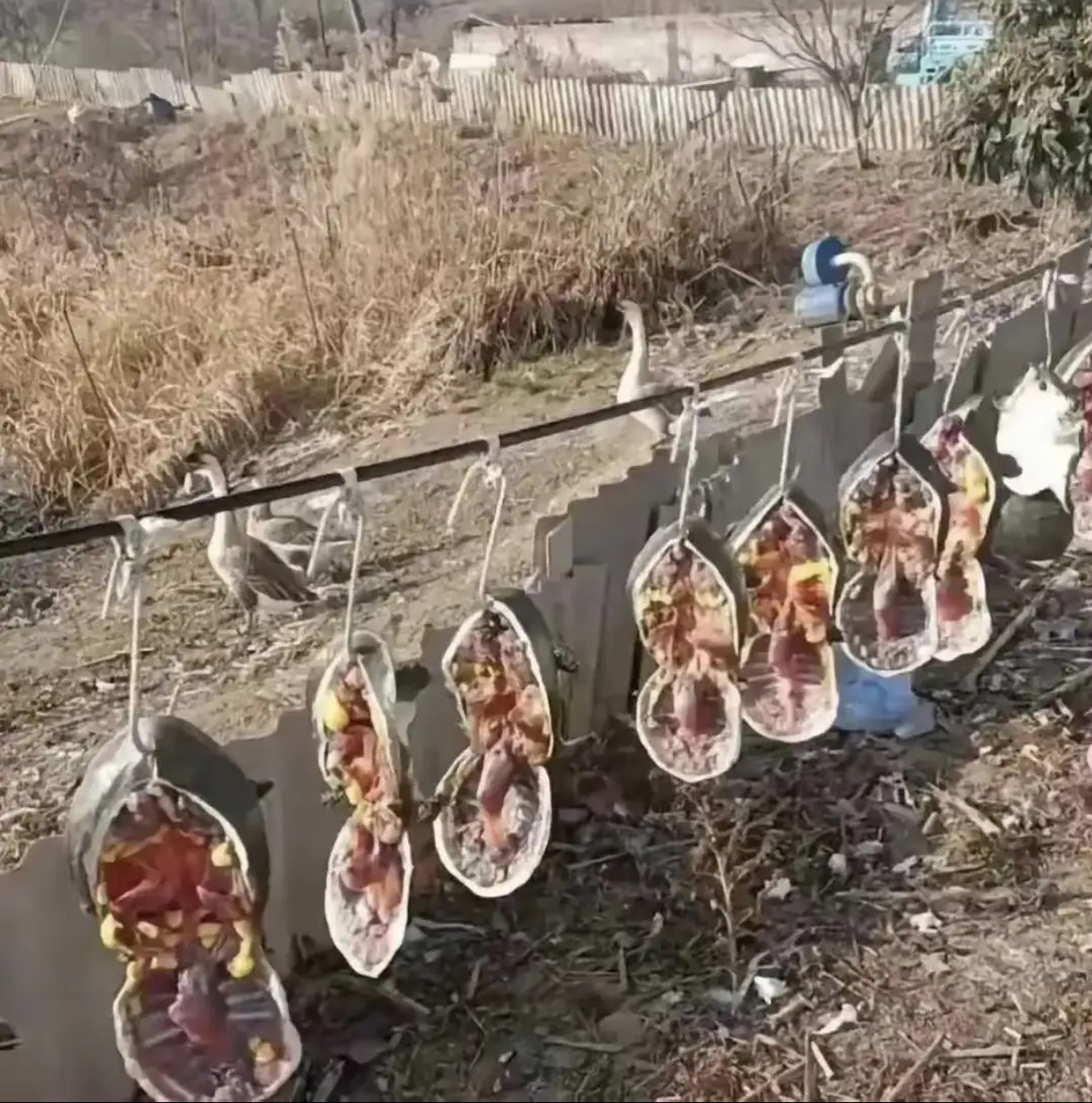 没找到这东西还能腊[doge]​​​