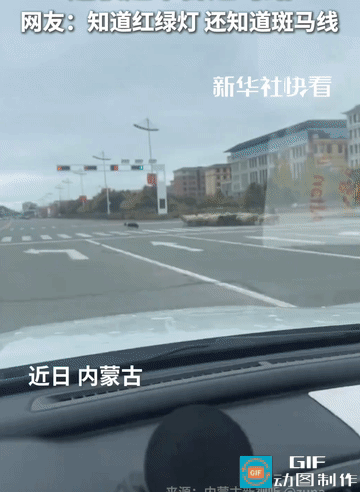 正在工作的边牧火到新华社了！内蒙古一网友在等绿灯，遇见一只边牧正在引导羊群过马路