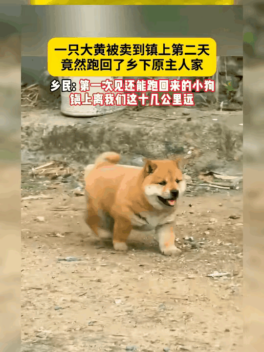谁能不被这只笨笨又痴情的土狗戳中内心啊。主人已经收下钱把它转手卖