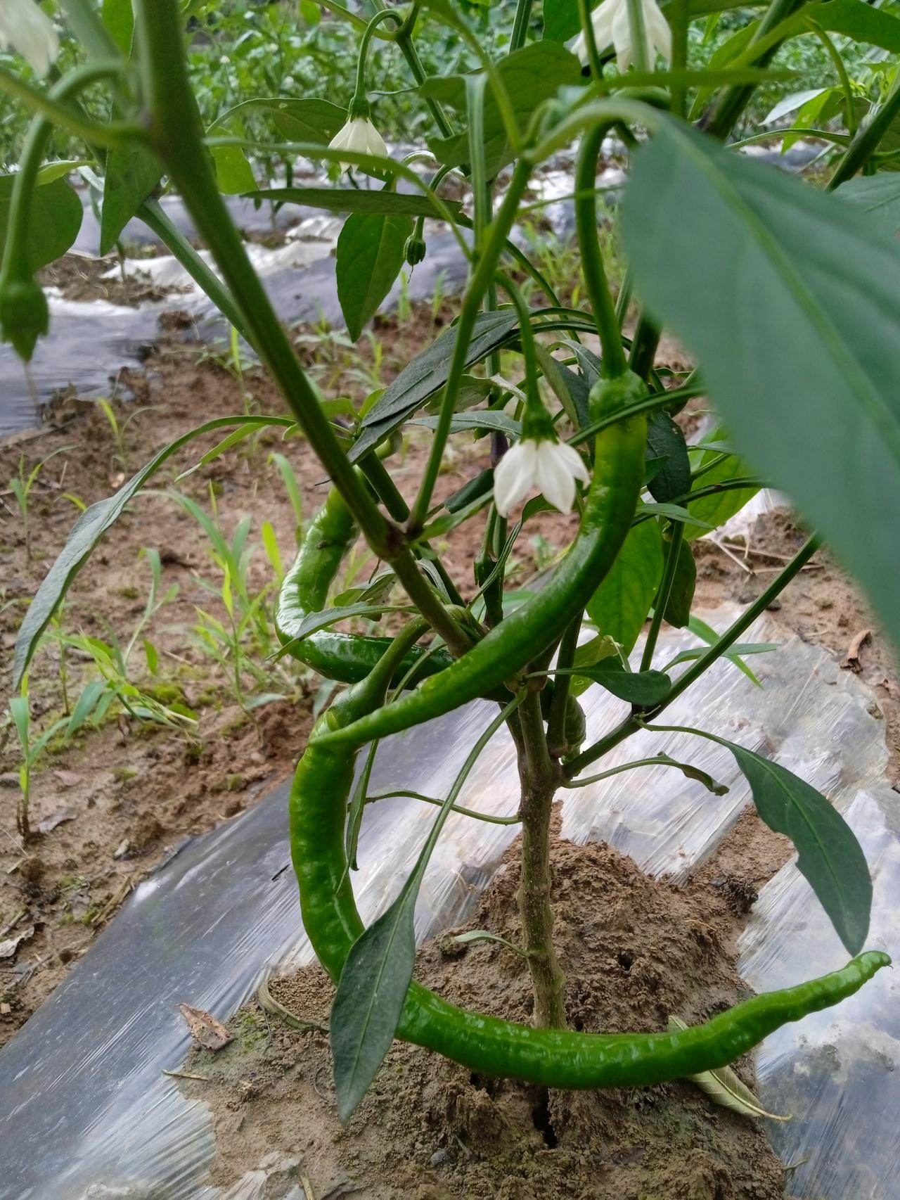 那么多的麻将馆，为什么没有人管呢？街边卖点菜城管都会来管，麻将馆里打麻将赌注可