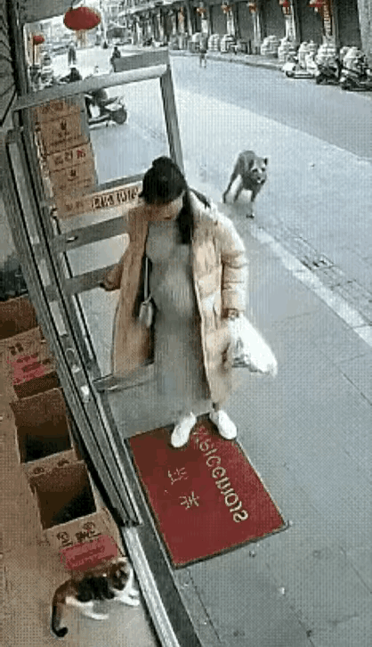 预产期将至还惦记着楼下流浪猫，这份心软真的太戳人了！就当孕妈走近猫窝想再喂一次小