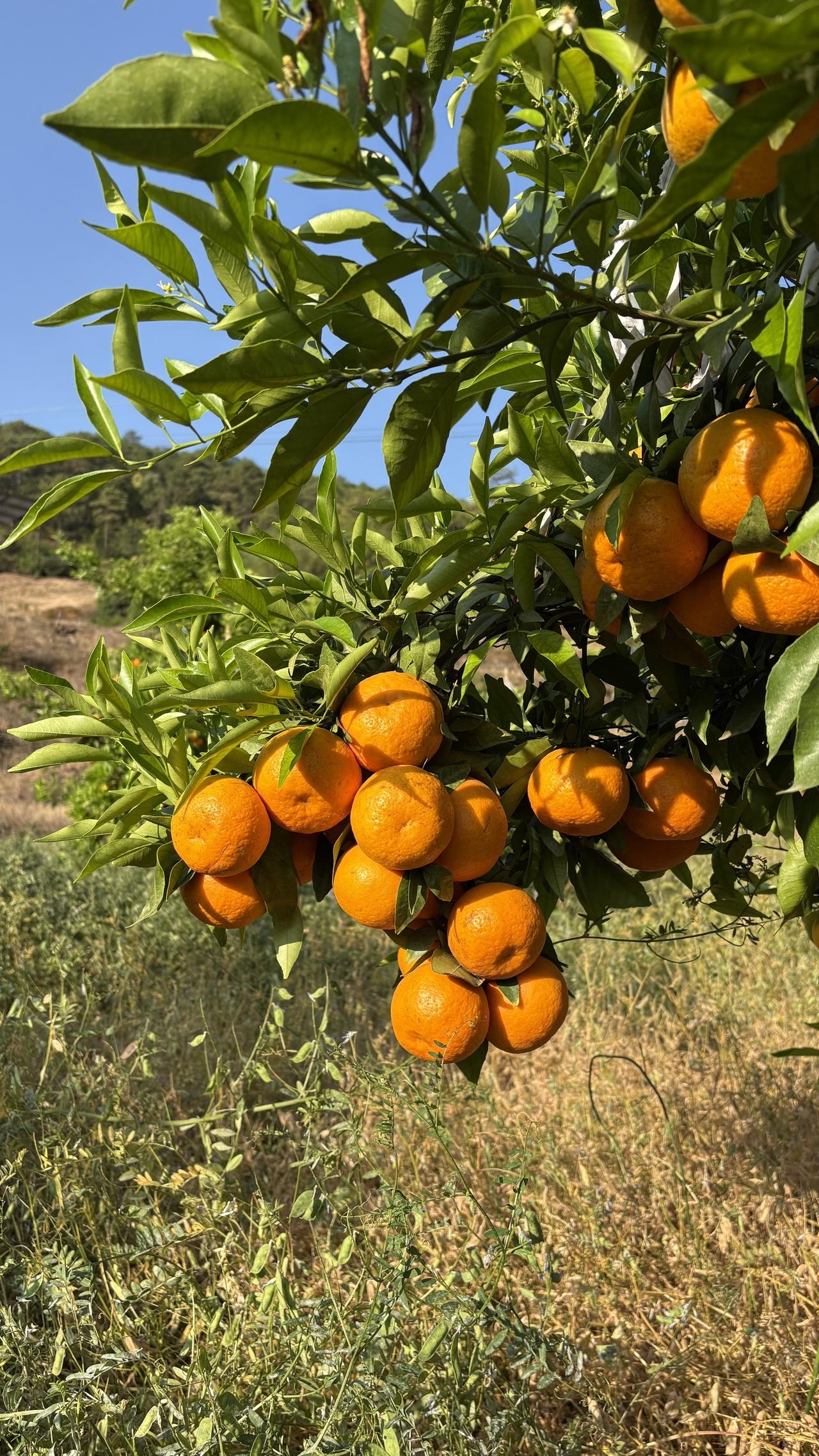 攀枝花本地沃柑，经过长时间的日照，或许果皮很粗糙，但是这酸甜的口味很解渴！