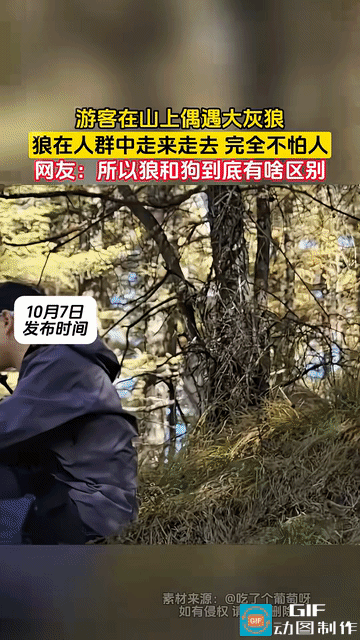 “不可思议!”一名游客去爬山，无意间撞见一只大灰狼在人群中走来走去，完全不怕人