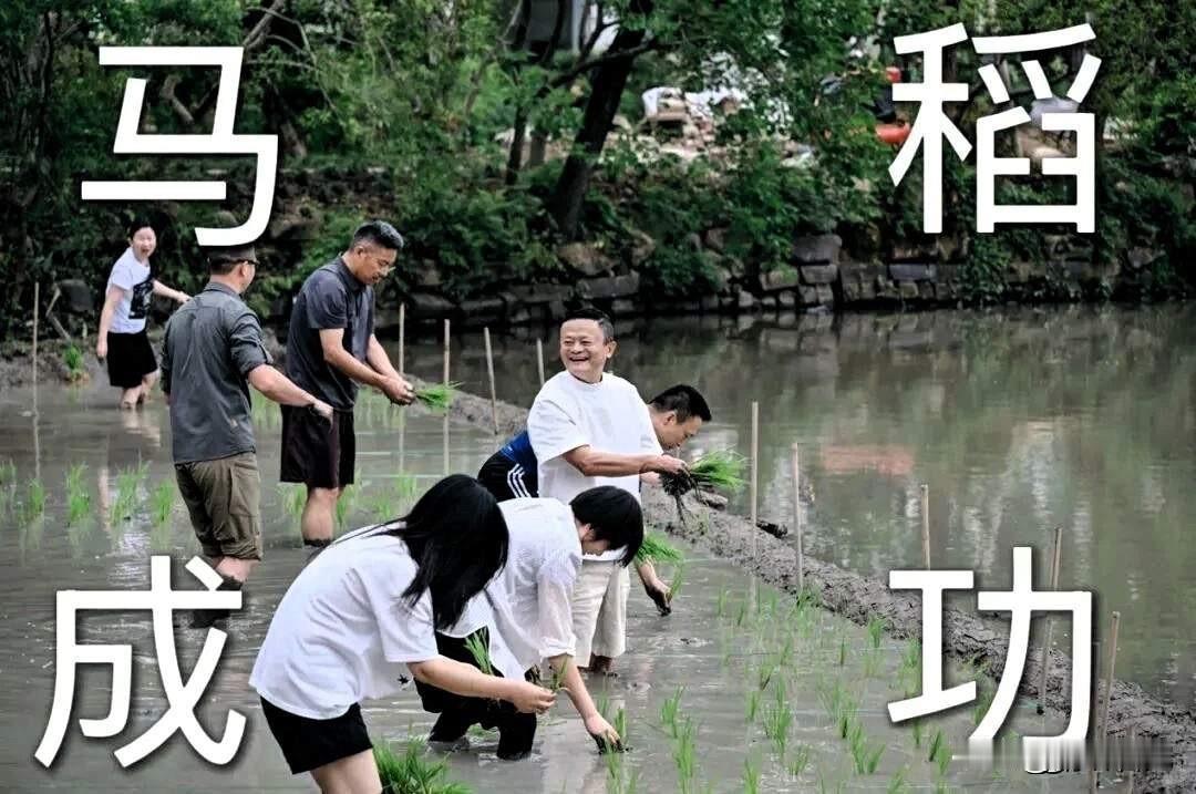 what，发生何事？你没看错，正是马云携嫡亲高管们下田插秧种水稻去了，更有人配