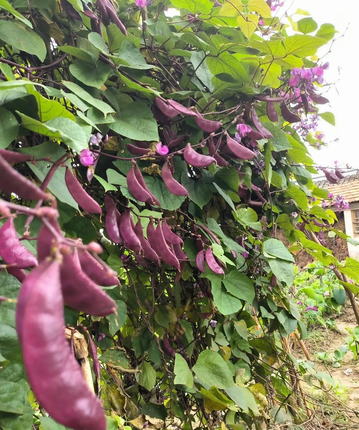 云南一位三农博主在自家后山挖出一株怪东西，块根像土豆又像山药，可问了村里村外三百