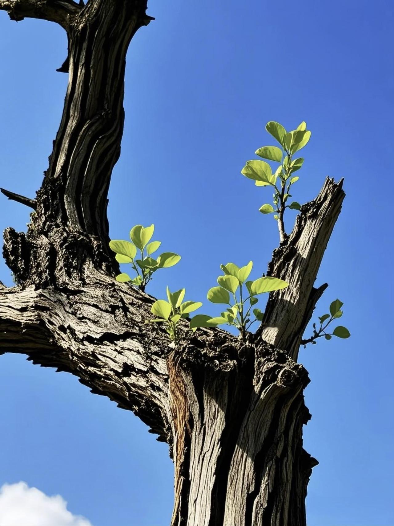 无论是陌陌，还是VX，又或者是其它聊天软件，你会发现一个普遍的现象，好不容易遇到