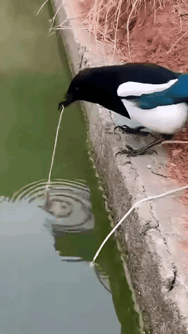 这鸟也太聪明了，居然会钓鱼